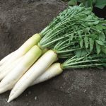 大根